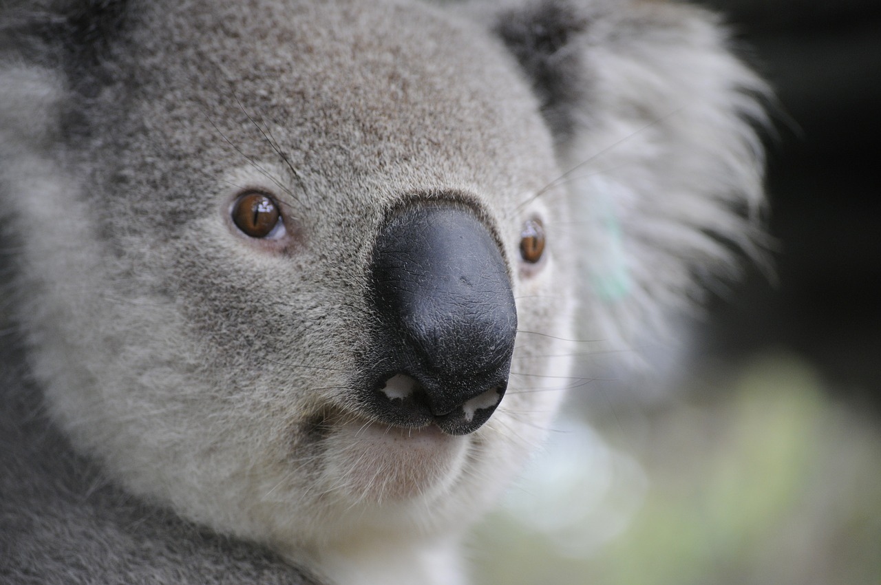 Seguro de viagem para Austrália